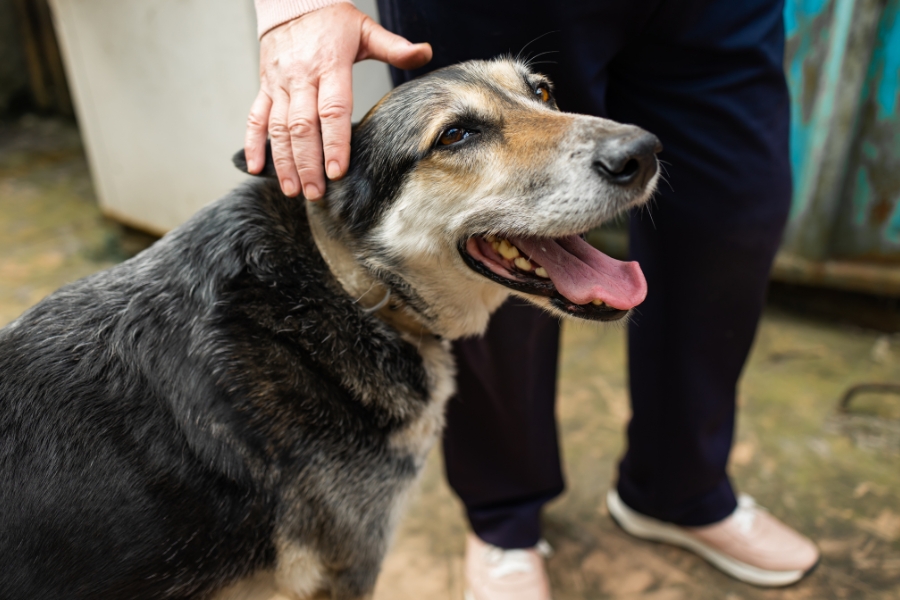 improve-senior-dog-quality-life