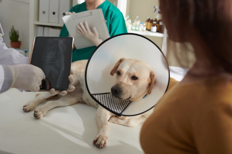 long-term-benefits-of-surgery-for-pets-with-hip-dysplasia