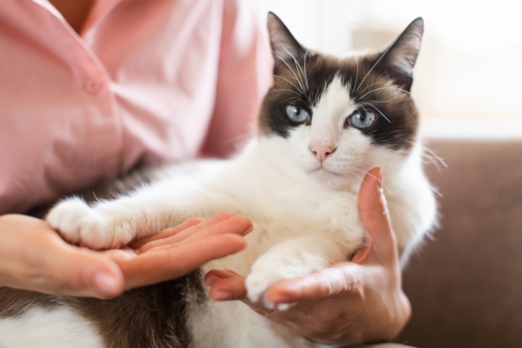 simple-ways-to-improve-your-senior-cats-health-and-happiness