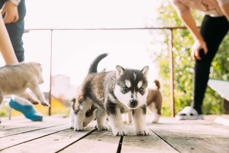 Puppy Socialization Is Essential for Healthy Behavior