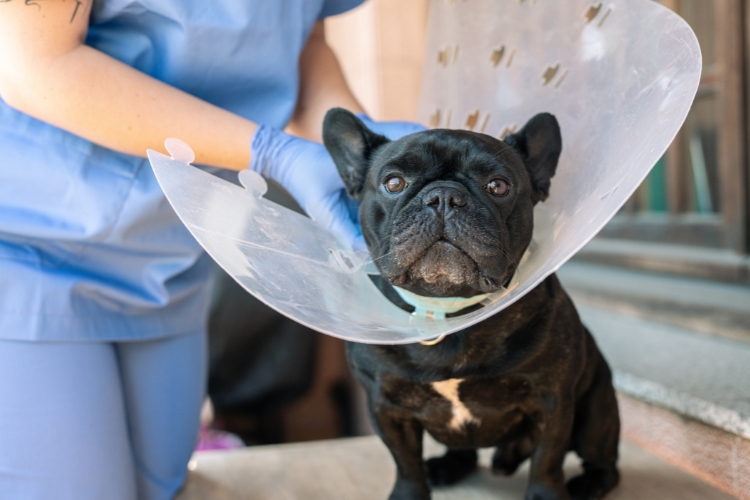 early-surgical-care-can-improve-your-pets-long-term-health