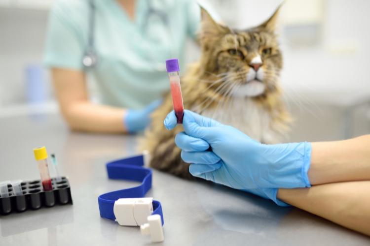 how-early-testing-can-help-identify-heart-conditions-in-cats