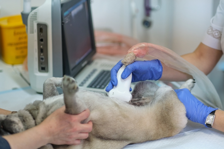 ultrasound-is-the-best-way-to-solve-your-pets-chronic-tummy-troubles