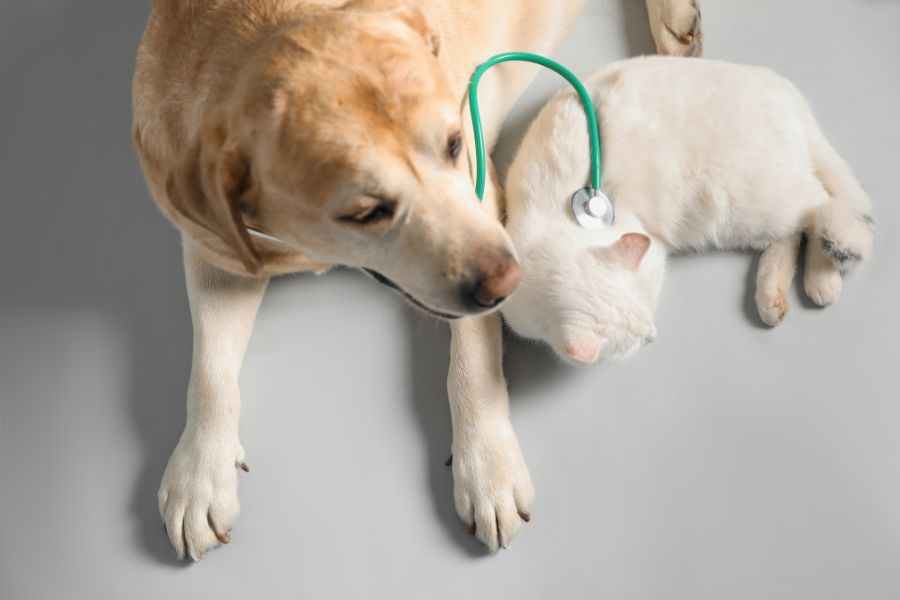 How Fast Diagnostics Keep Urgent Care Visits Efficient