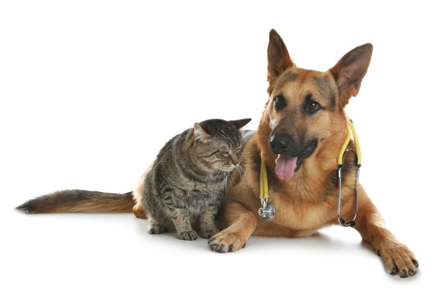 What Every South Burlington Pet Owner Should Know