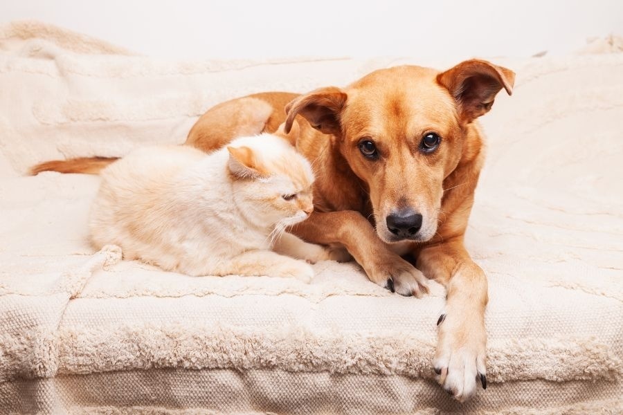 Urgent Care After Your Pet Eats Something Toxic