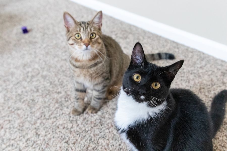 Urgent Care for Pets After Outdoor Adventures