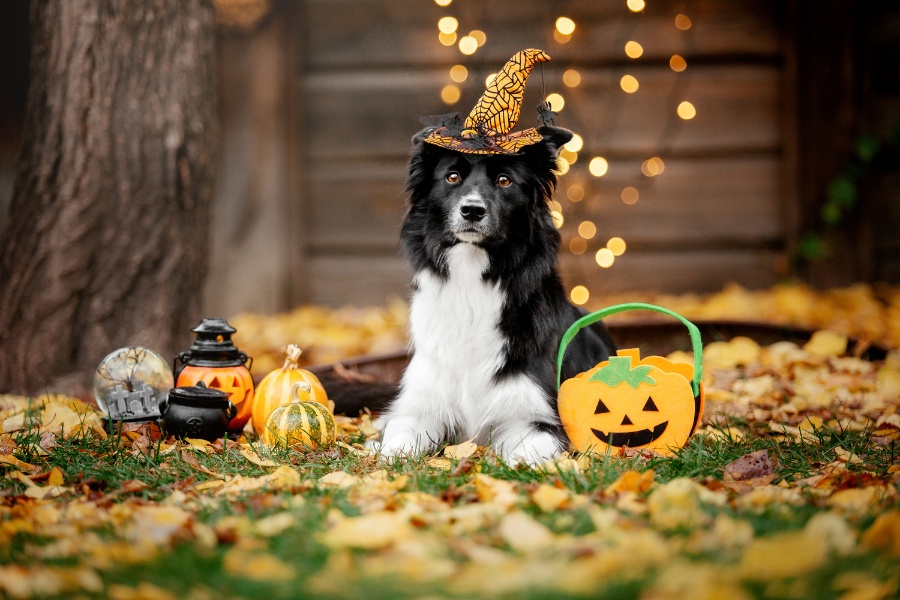 halloween-costumes-for-dogs-overheating-signs
